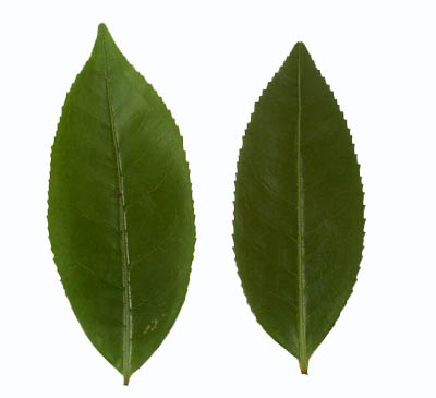 Image of two sinensis assamica tea leaves. One from an ancient tea tree, one from a tea bush